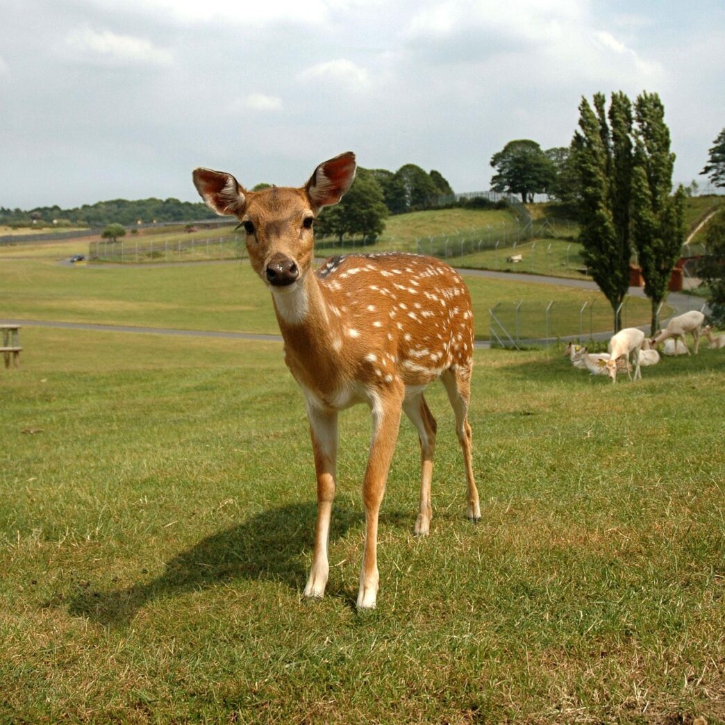 bambi