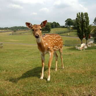 bambi