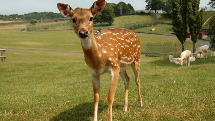 bambi