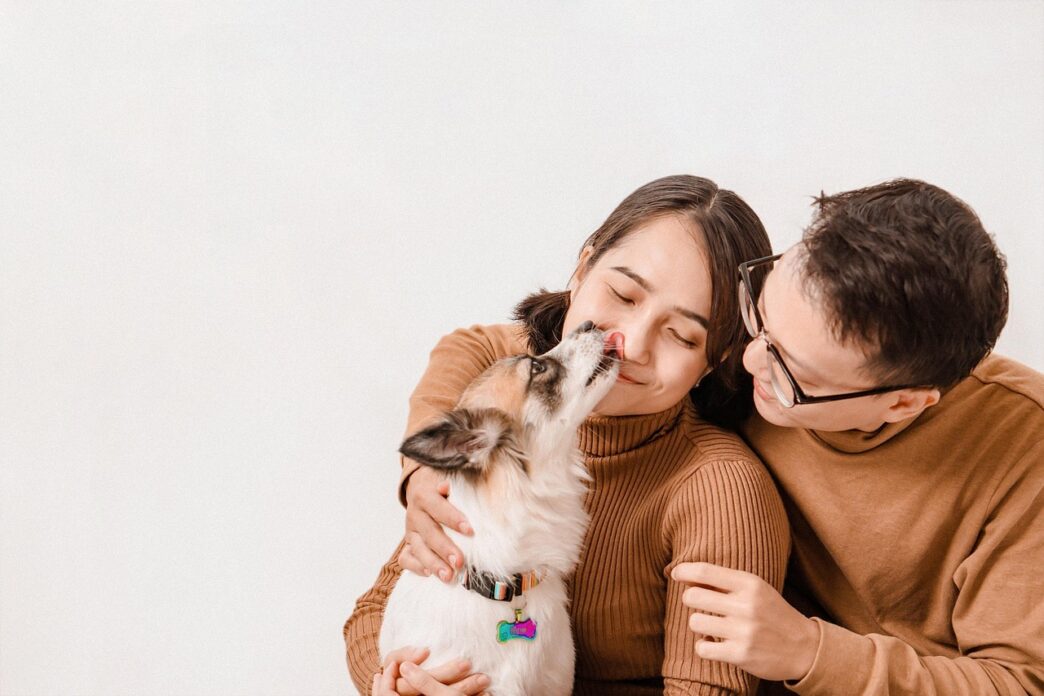 dogs and cats