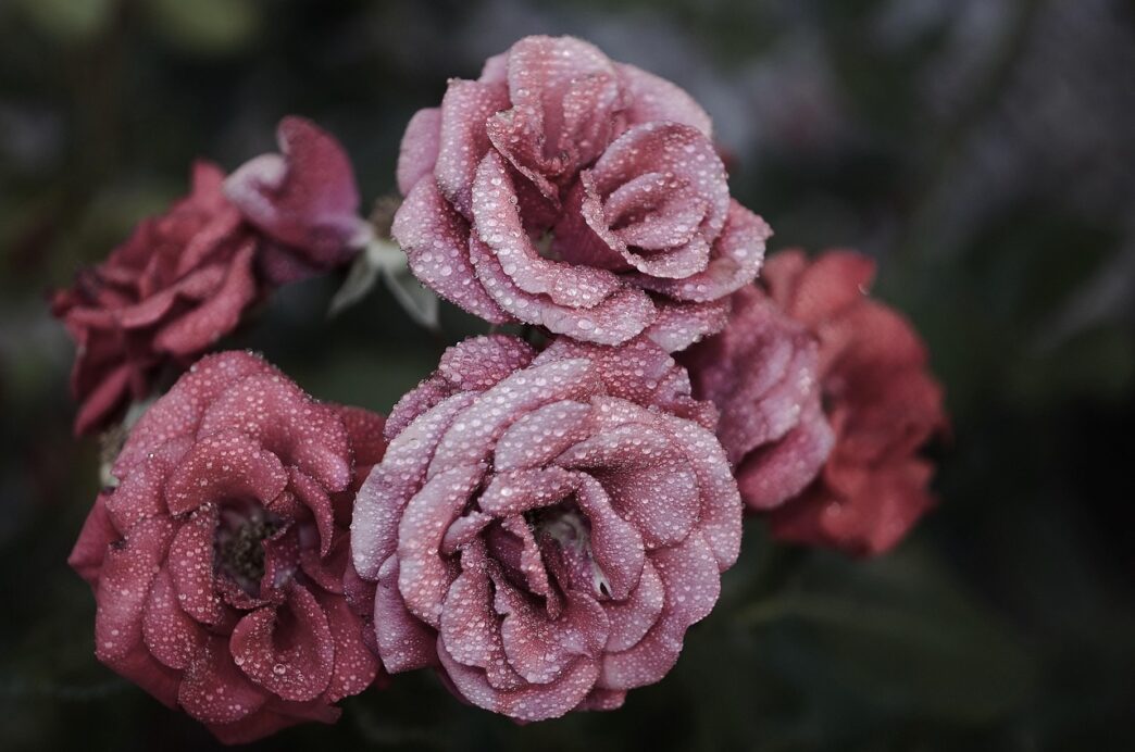 rose