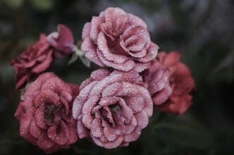rose
