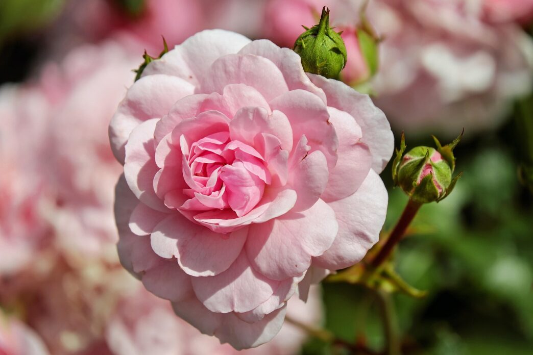 rosees