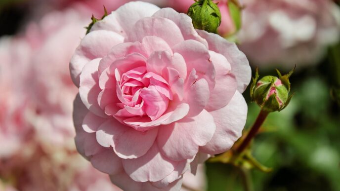rosees