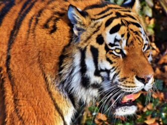 tiger
