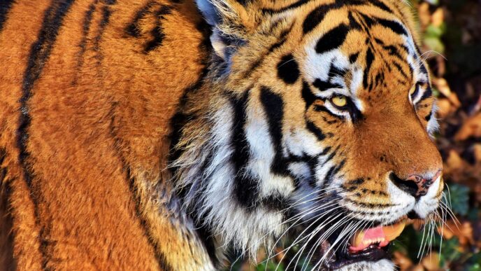 tiger