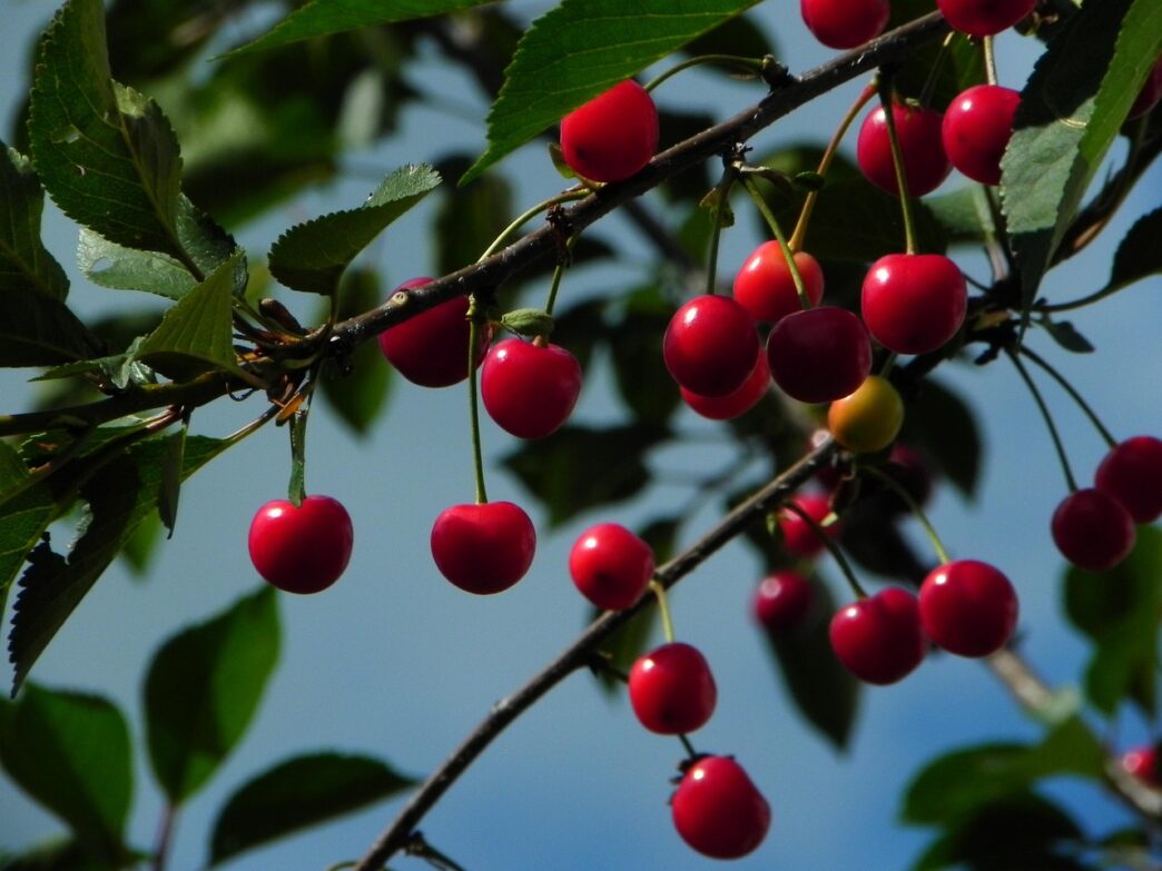 cherry
