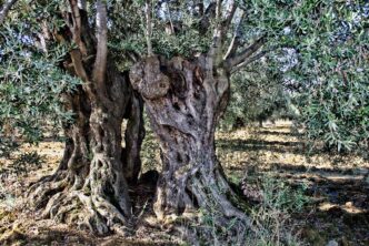 olive tree