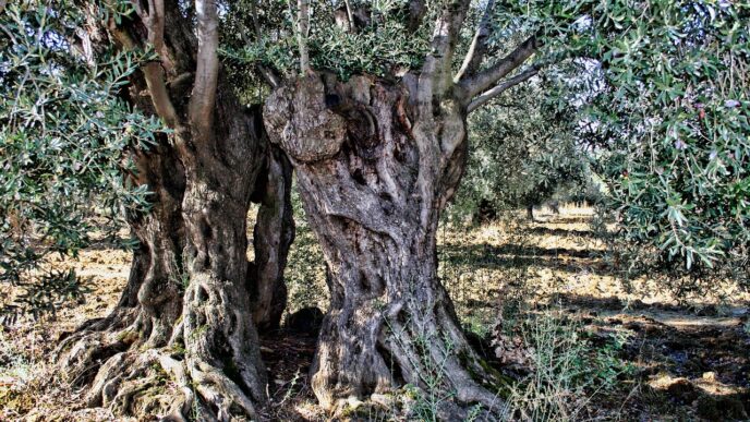 olive tree