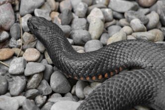 black snake
