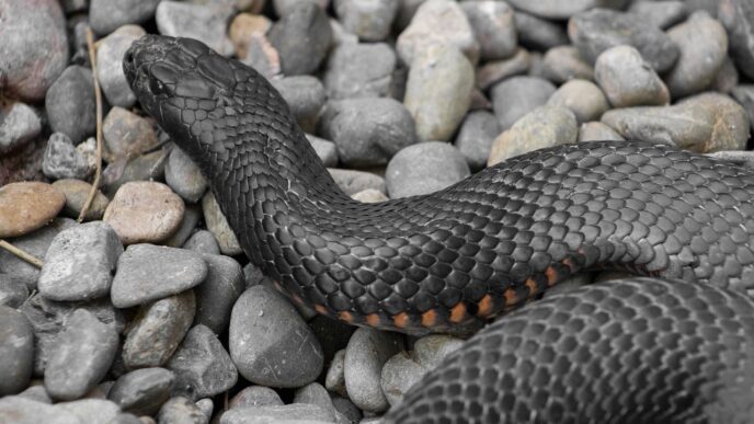 black snake
