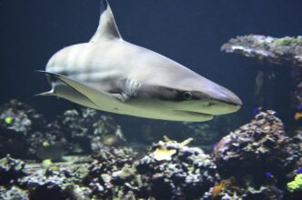 white shark