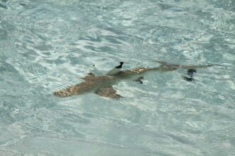 shark