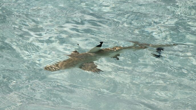 shark