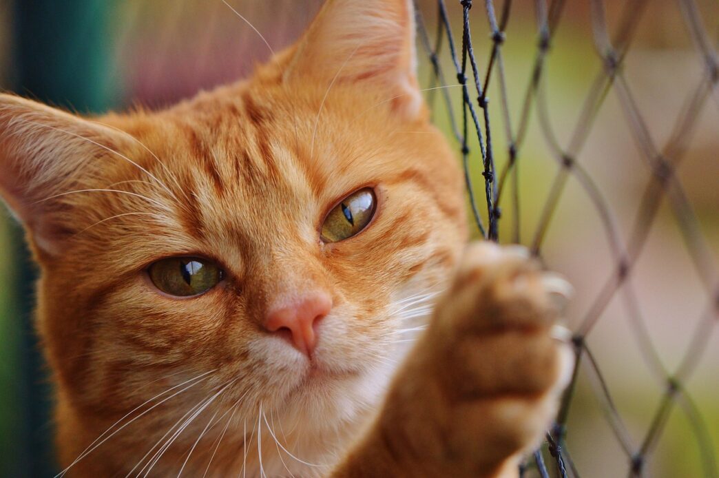 cat