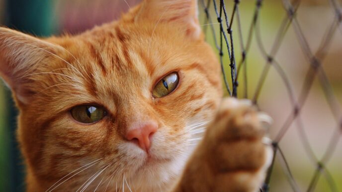 cat