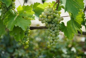 vinery
